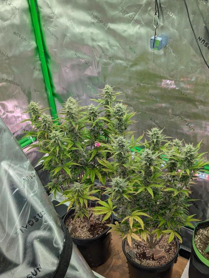 OutKast Genetics Testers. Week 8 - Day 56