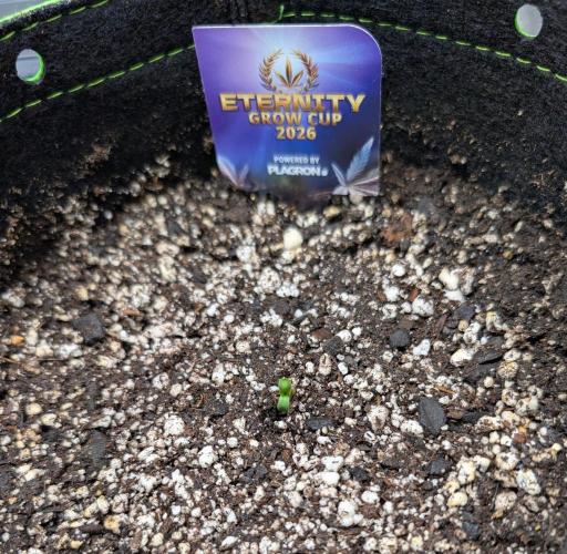 Eternity Cup 2026. Week 0 - 72 hours in the dirt and she decided to poke her head out.💯👏