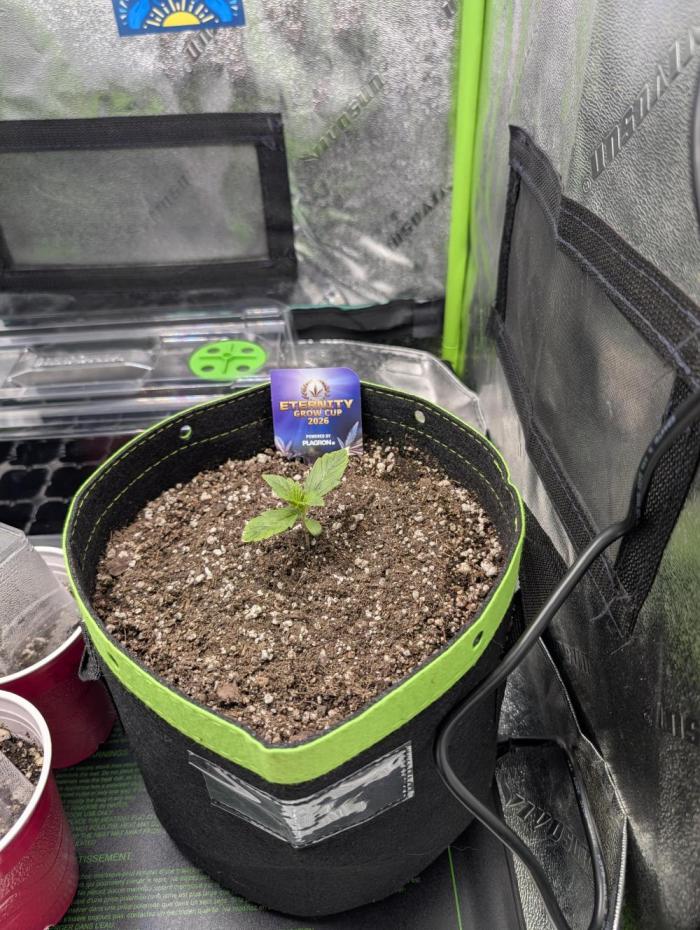 Eternity Cup 2026. Week 1 - Day 7