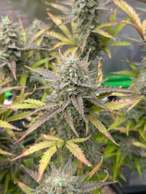 OutKast Genetics Testers. Week 10