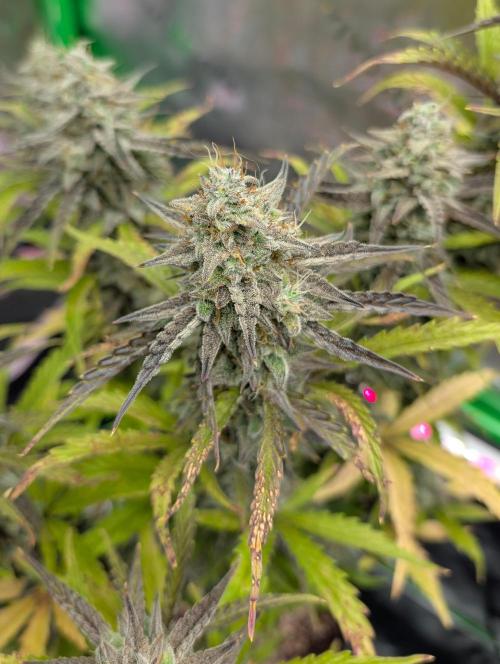 OutKast Genetics Testers. Week 10