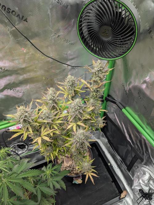 OutKast Genetics Testers. Week 10