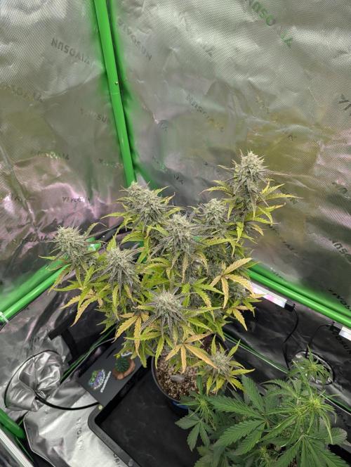 OutKast Genetics Testers. Week 10