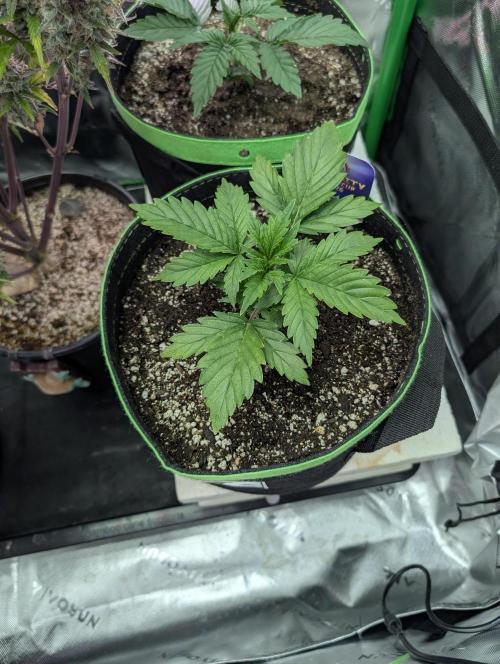 Eternity Cup 2026. Week 2