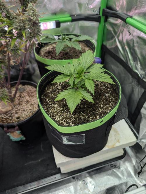 Eternity Cup 2026. Week 2