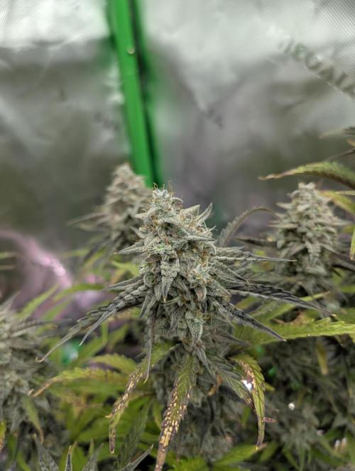 OutKast Genetics Testers. Week 11 - AS day 76.