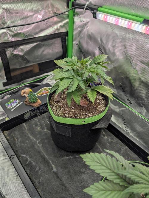 Eternity Cup 2026. Week 3 - Day 21