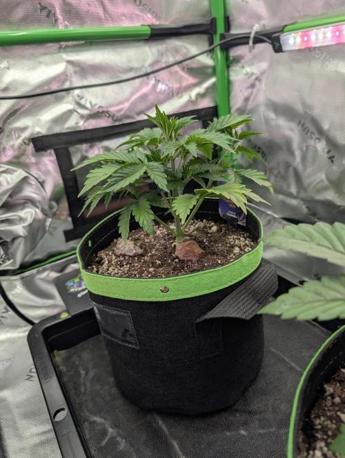 Eternity Cup 2026. Week 3