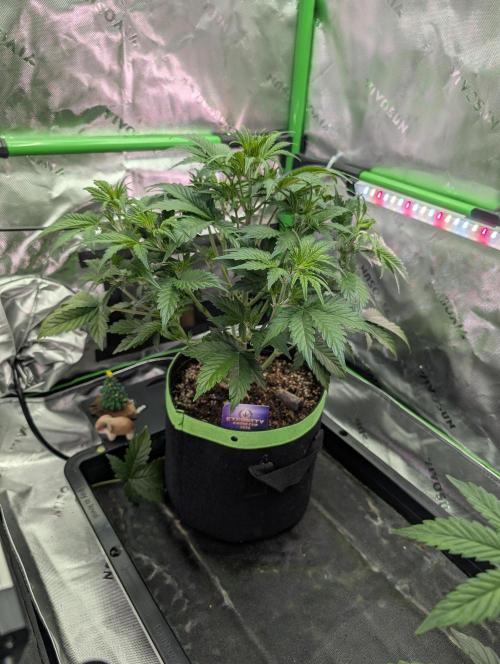 Eternity Cup 2026. Week 4