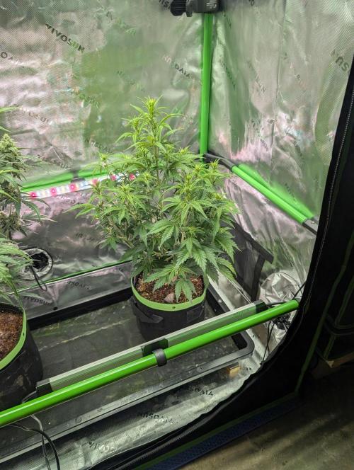 Eternity Cup 2026. Week 5 - Day 35.