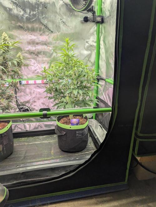 Eternity Cup 2026. Week 5