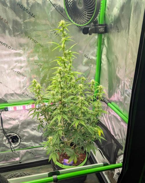 Eternity Cup 2026. Week 6 - Day 43