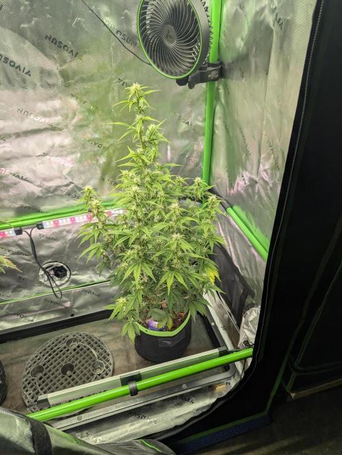 Eternity Cup 2026. Week 6