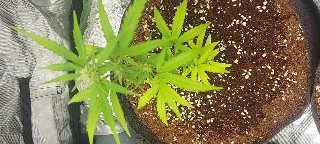 Grandpa's garden