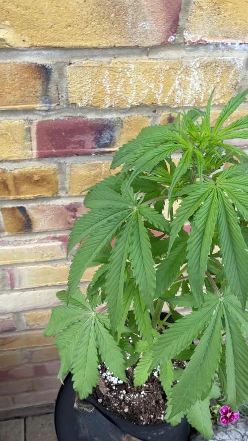 CBD auto 20:1 outdoor