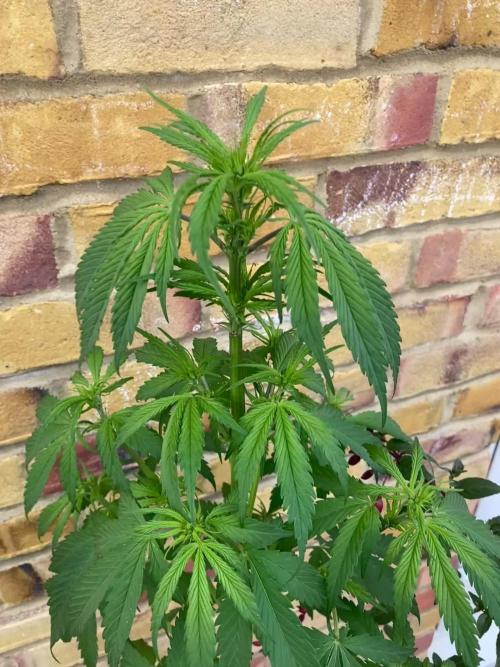 CBD auto 20:1 outdoor