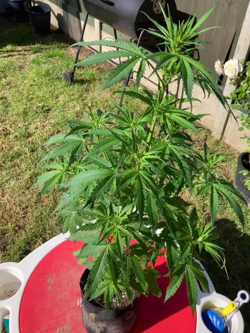 CBD auto 20:1 outdoor