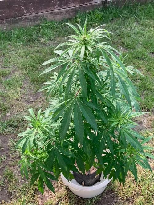 CBD auto 20:1 outdoor