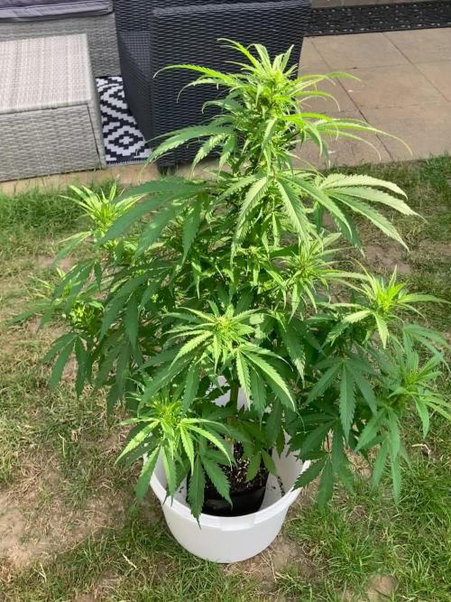 CBD auto 20:1 outdoor