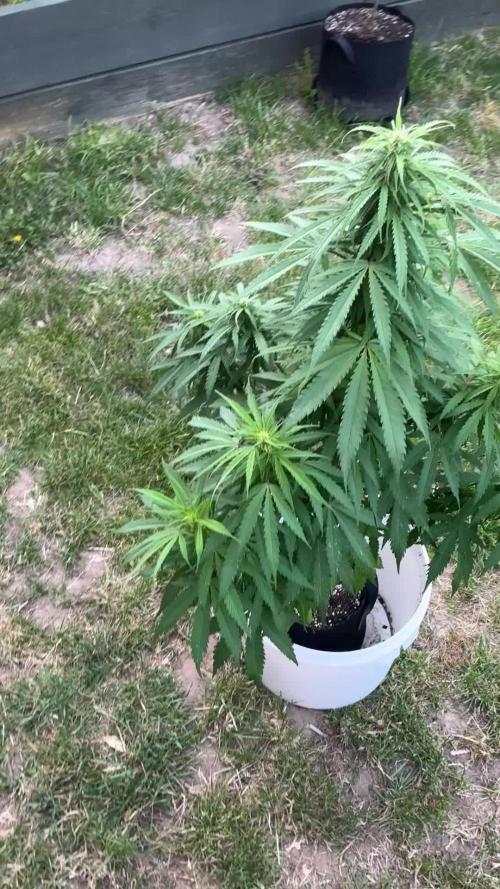 CBD auto 20:1 outdoor