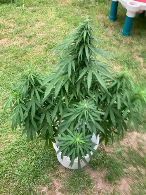 CBD auto 20:1 outdoor