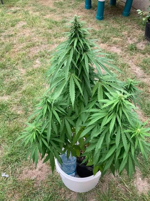 CBD auto 20:1 outdoor