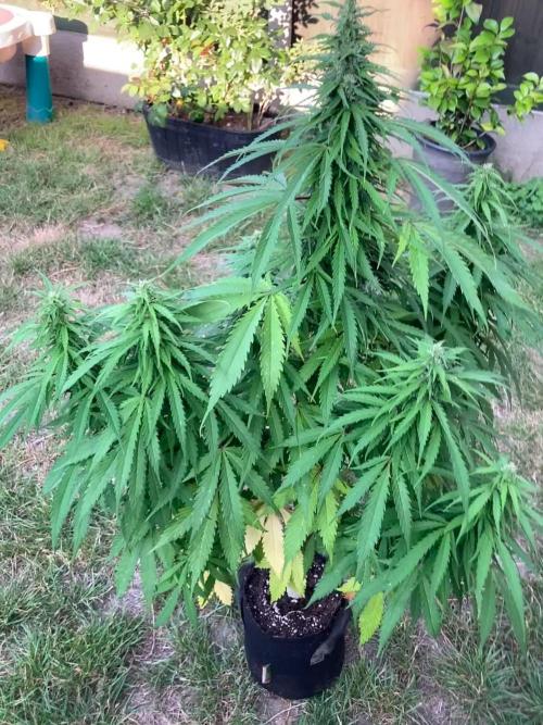 CBD auto 20:1 outdoor