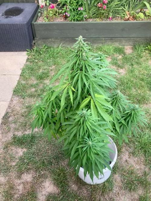 CBD auto 20:1 outdoor