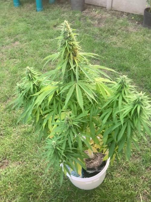 CBD auto 20:1 outdoor