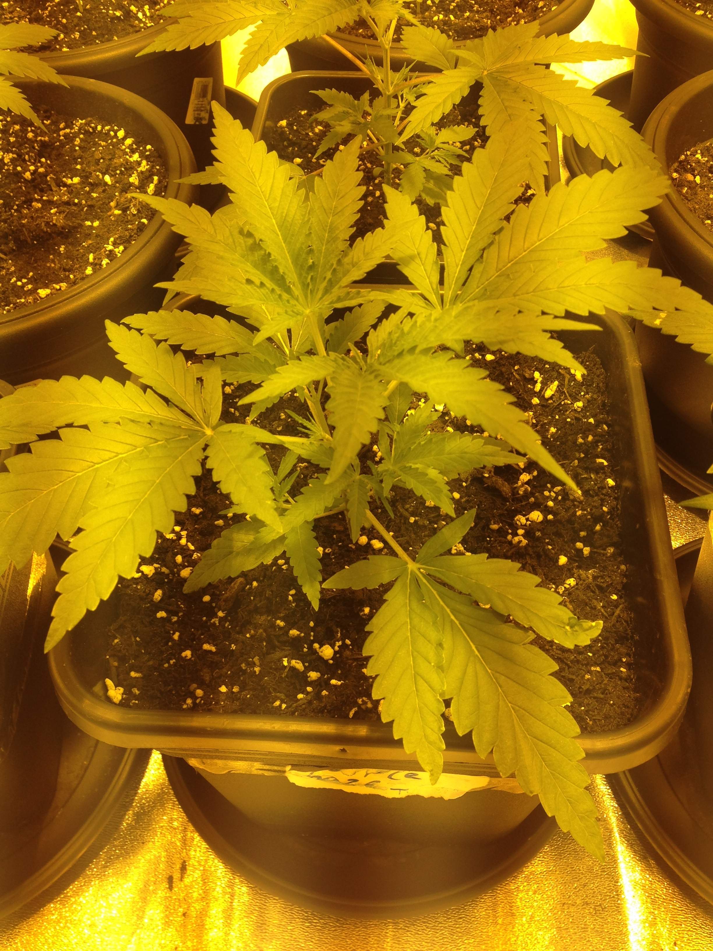Banana kush grow diary (journal) week3 by Kiewil1 GrowDiaries