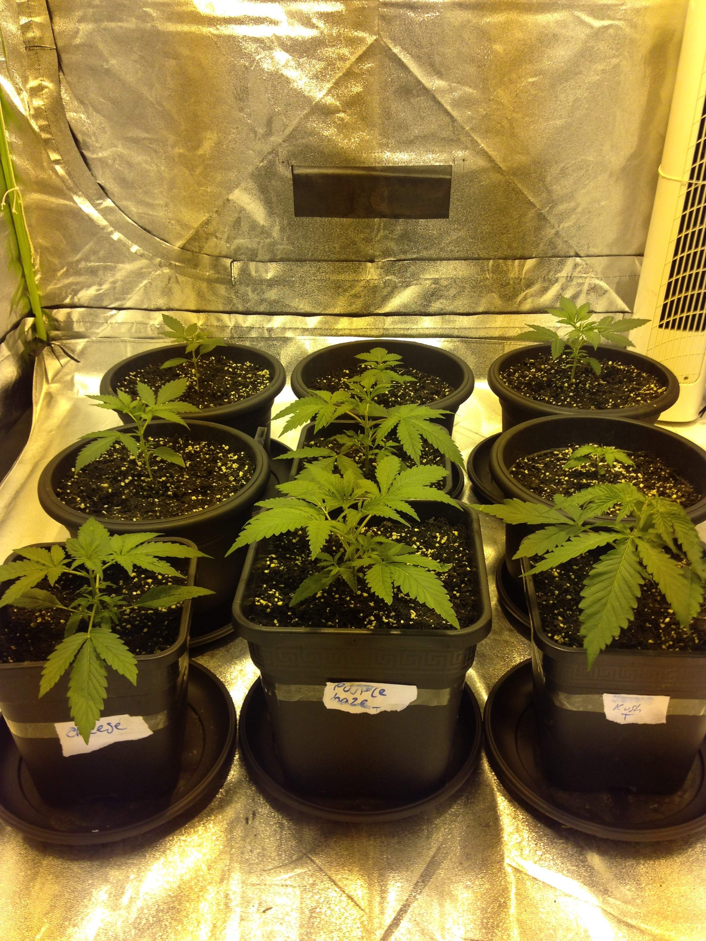 Banana kush grow diary (journal) week3 by Kiewil1 GrowDiaries