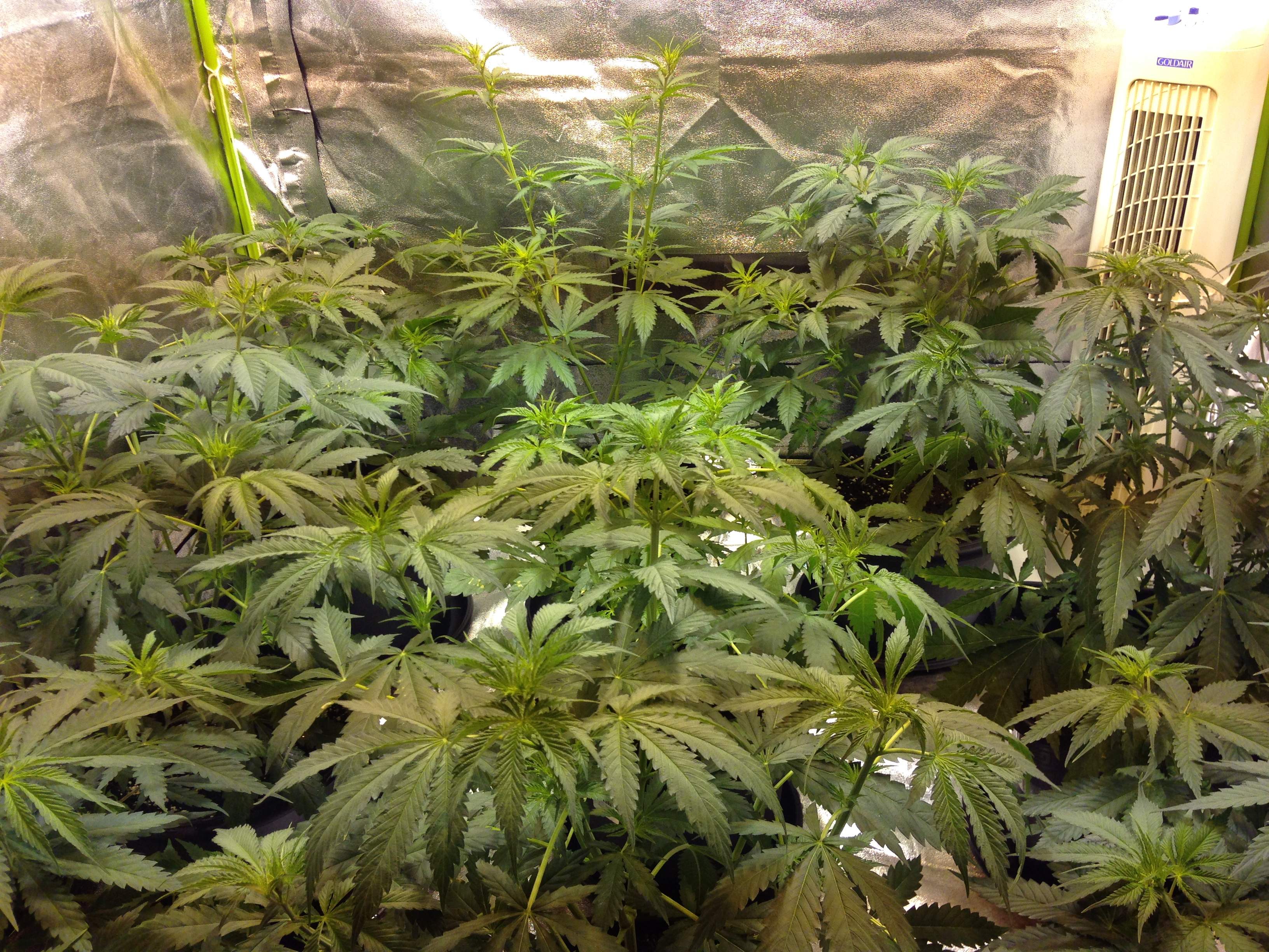 Banana kush grow diary (journal) week5 by Kiewil1 GrowDiaries