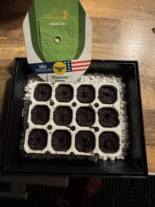 Sherbet Queen Auto. Week 0 - Planted 4 seeds in the starter kit