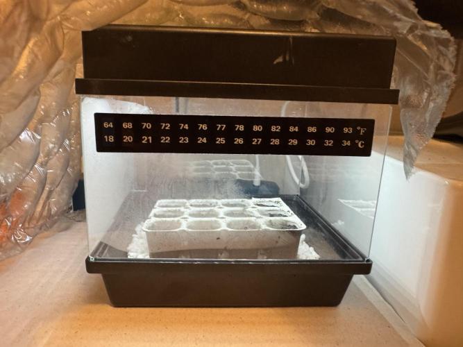 Sherbet Queen Auto. Week 0 - Set up small propagator with integrated LED light for germination . 