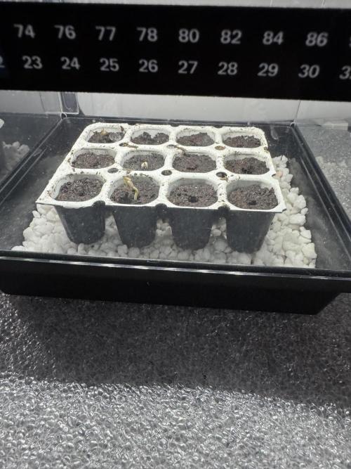 Sherbet Queen Auto. Week 0 - Day 3: Sprouting! 