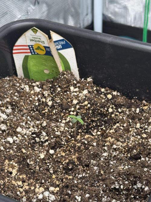 Sherbet Queen Auto. Week 1 - 2 days after transferring to final pot