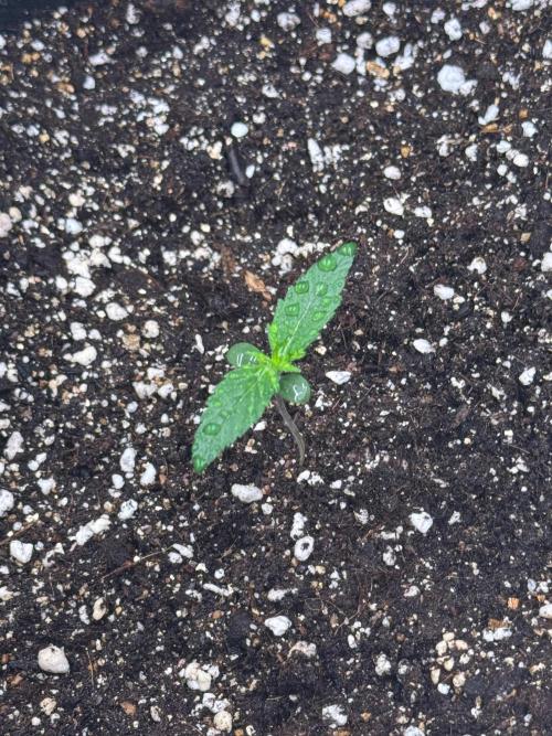 Sherbet Queen Auto. Week 2 - 17/01 - day 14

Seed #3 - Fabric Pot 20L