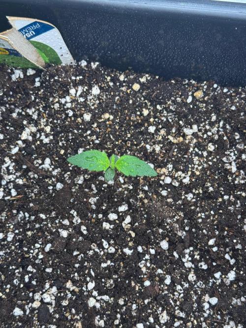 Sherbet Queen Auto. Week 2 - 17/01 - day 14

Seed #1 - Autopot 15L