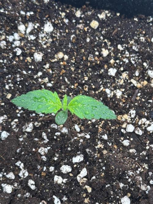 Sherbet Queen Auto. Week 2 - 17/01 - day 14

Seed #1 - Autopot 15L