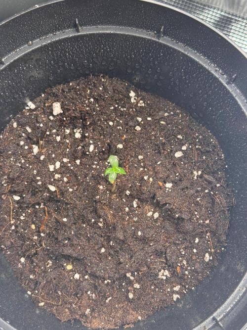 Sherbet Queen Auto. Week 2 - 17/01 - day 14

Seed #4 sprouted!