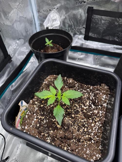 Sherbet Queen Auto. Week 3 - 25/01 - Day 22

Seed #1 - Autopot 15L