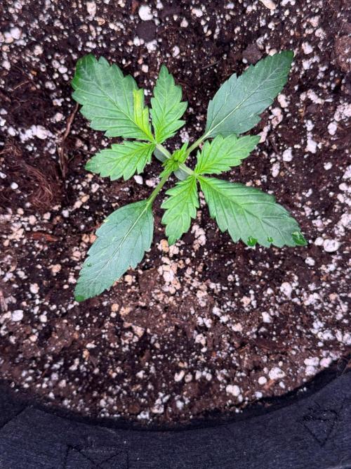 Sherbet Queen Auto. Week 3 - 25/01 - Day 22

Seed #3 - Fabric pot 20L