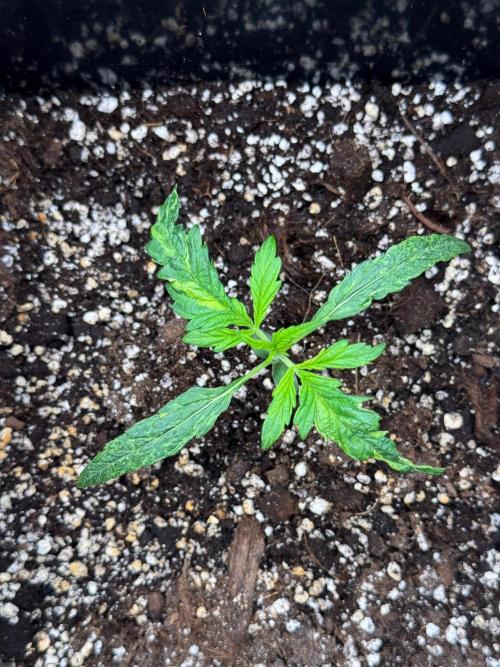 Sherbet Queen Auto. Week 3 - 25/01 - Day 22

Seed #2 - Autopot 15L