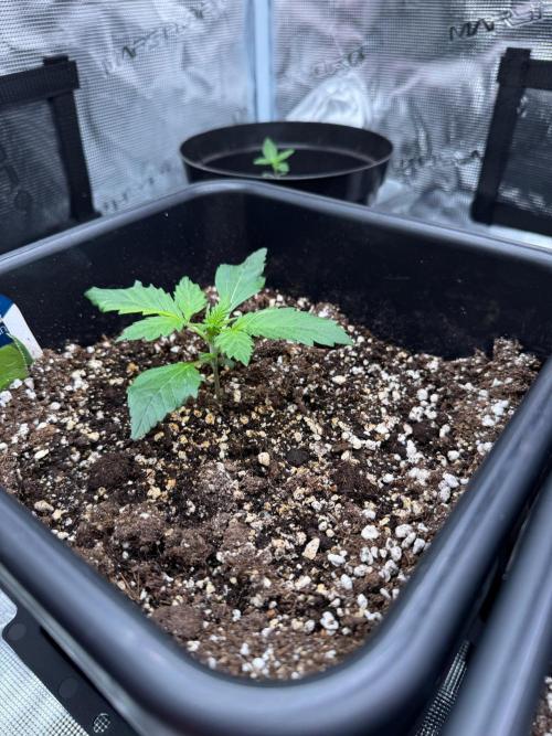 Sherbet Queen Auto. Week 3 - 25/01 - Day 22

Seed #1 - Autopot 15L
