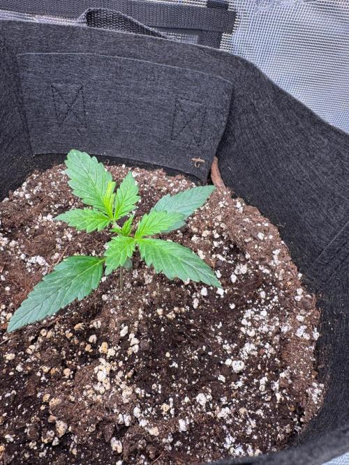 Sherbet Queen Auto. Week 3 - 25/01 - Day 22

Seed #3 - Fabric pot 20L