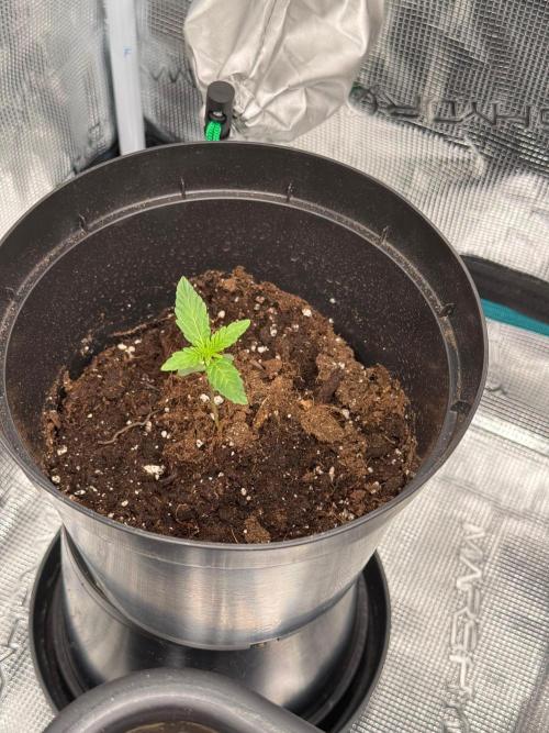 Sherbet Queen Auto. Week 3 - 25/01 - Day 22

Seed #4 - 10L