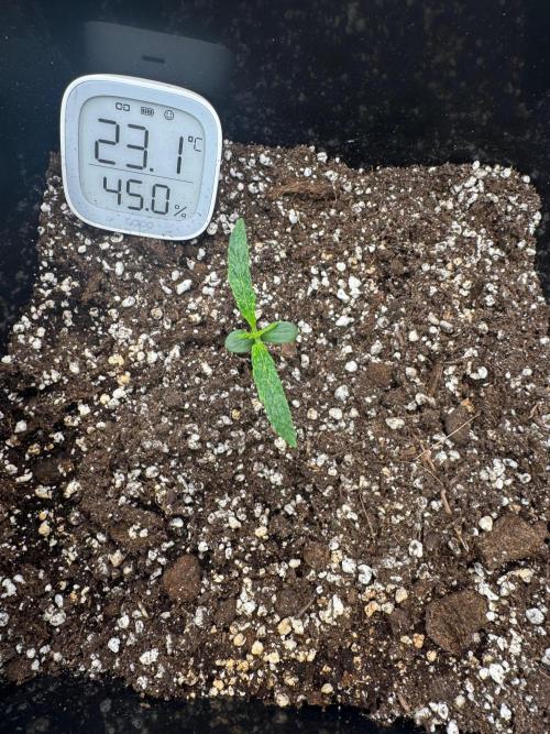 Sherbet Queen Auto. Week 2 - 18/01 - day 15

Seed #2 - Autopot 15L