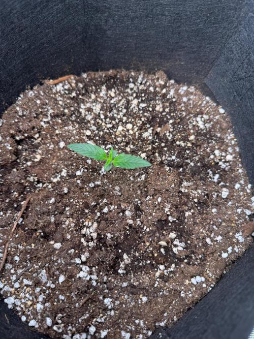 Sherbet Queen Auto. Week 2 - 18/01 - day 15

Seed #3 - Fabric pot 20L