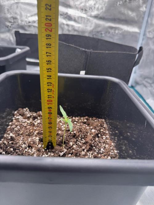 Sherbet Queen Auto. Week 2 - 18/01 - day 15

Seed #2 - Autopot 15L