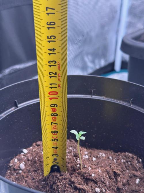 Sherbet Queen Auto. Week 2 - 18/01 - day 15

Seed #4 - 10L